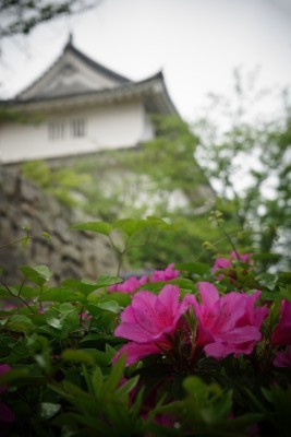 f:id:dik:20190505012557j:plain