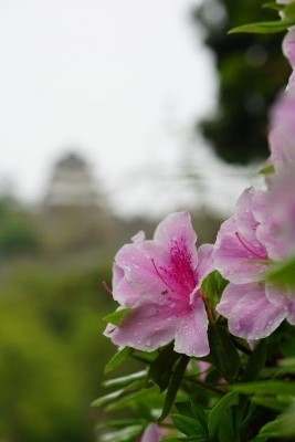f:id:dik:20190505012607j:plain