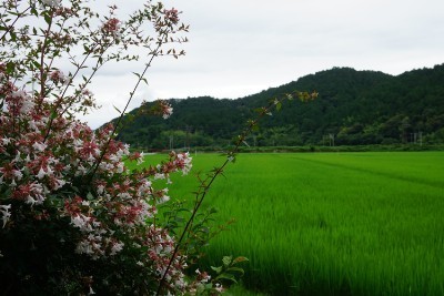 f:id:dik:20190715091216j:plain f:id:dik:20190715091216j:plain
