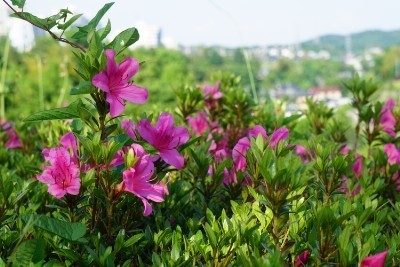 f:id:dik:20200529163323j:plain f:id:dik:20200529163323j:plain