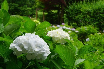 f:id:dik:20200623092735j:plain f:id:dik:20200623092735j:plain