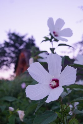 f:id:dik:20200815144052j:plain