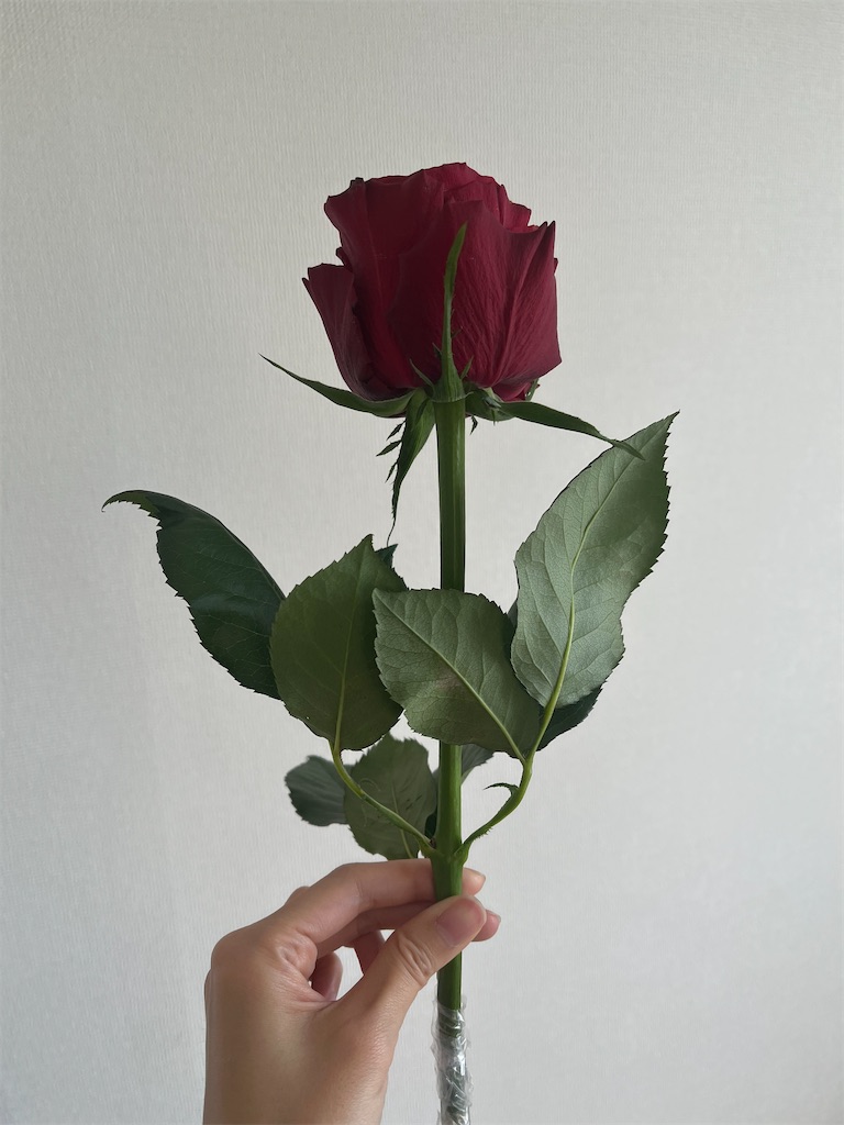 f:id:dinojungle:20250506200735j:image
