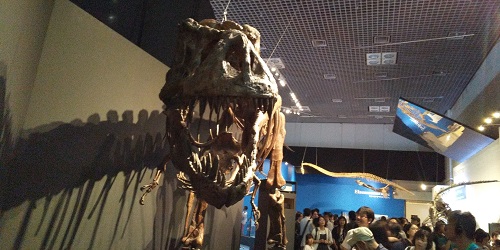 暴君竜ーティラノサウルスの化石正面