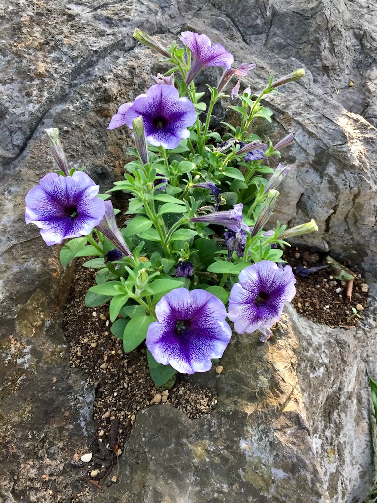 f:id:diobuccas22:20180430081223j:image