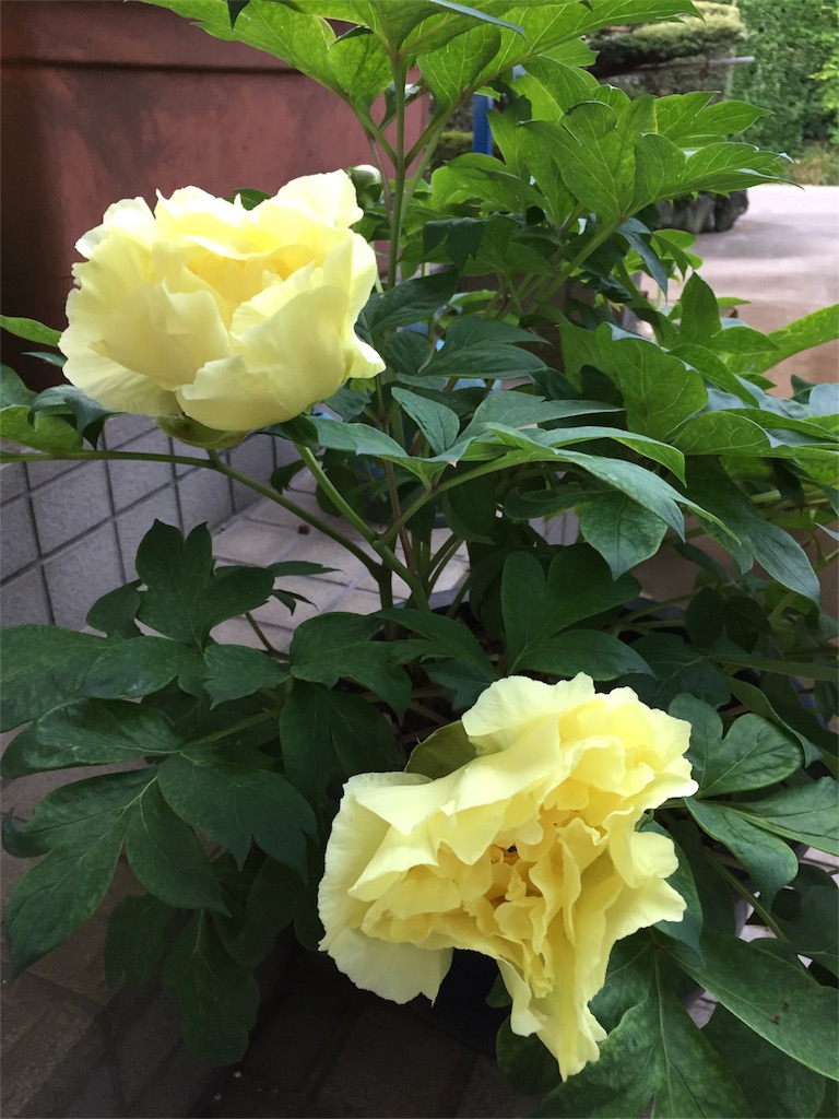 f:id:diobuccas22:20180502064025j:image