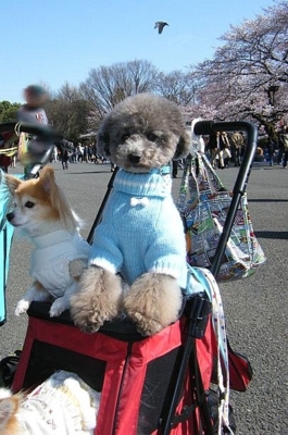 f:id:diomama99:20100406224019j:image:left