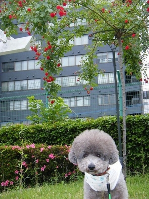 f:id:diomama99:20100605232208j:image:left