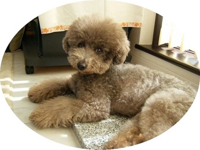 f:id:diomama99:20100611232424j:image:left