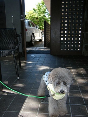 f:id:diomama99:20100627223653j:image:left