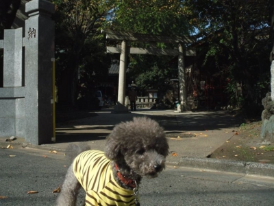 f:id:diomama99:20101124220957j:image:left f:id:diomama99:20101124220957j:image:left