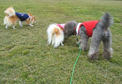f:id:diomama99:20110602225205j:image:w360:left f:id:diomama99:20110602225205j:image:w360:left