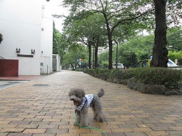 f:id:diomama99:20110901225804j:image:w360:left