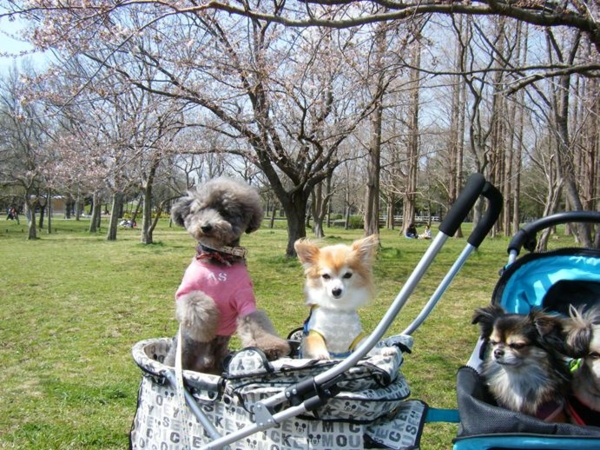 f:id:diomama99:20120412231735j:image:w360:left