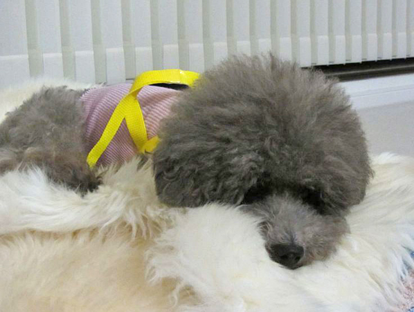 f:id:diomama99:20120805104210j:image:w360 f:id:diomama99:20120805104210j:image:w360