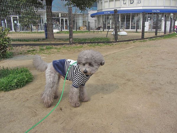 f:id:diomama99:20150330224816j:image:w360