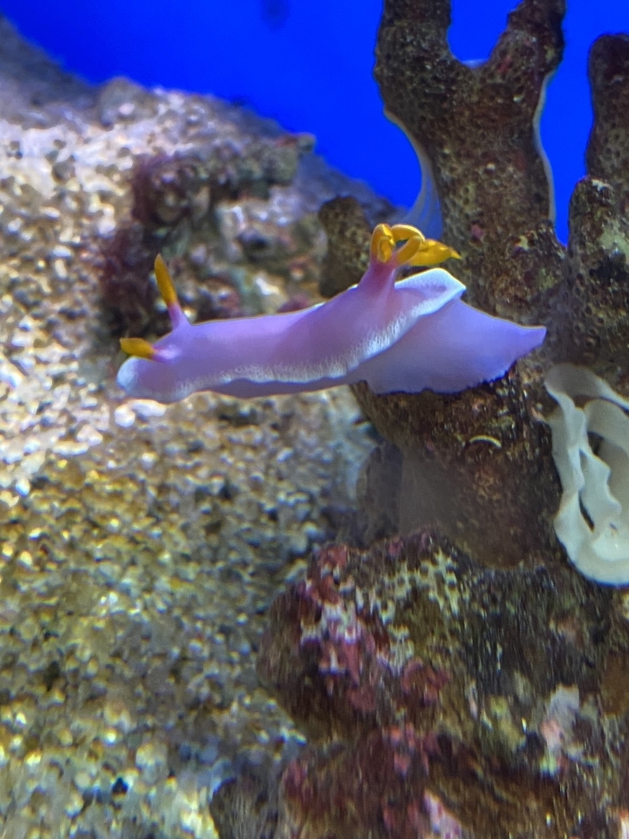 f:id:dirtrider-dcmx:20201012193445j:plain