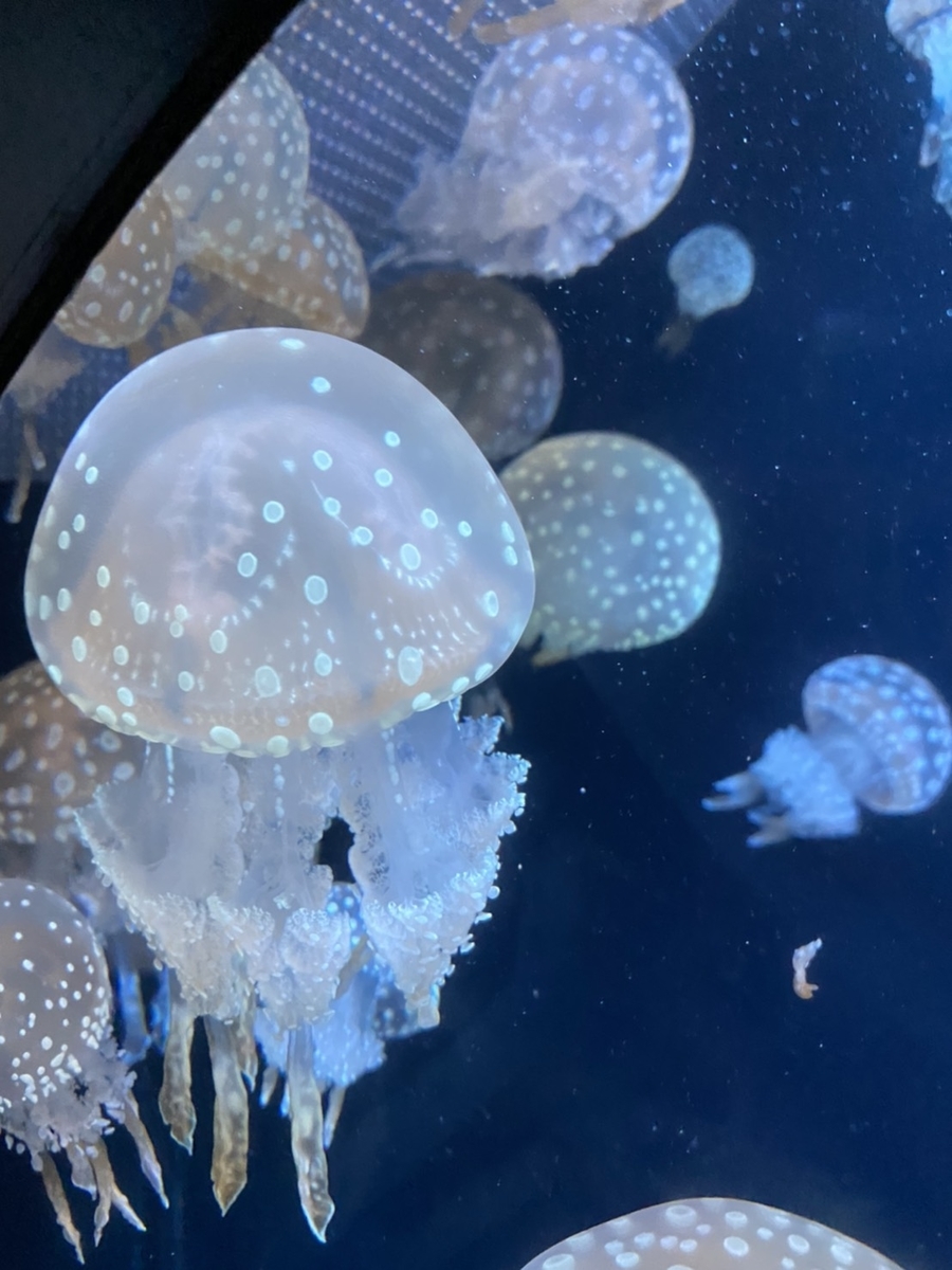 f:id:dirtrider-dcmx:20201012193515j:plain