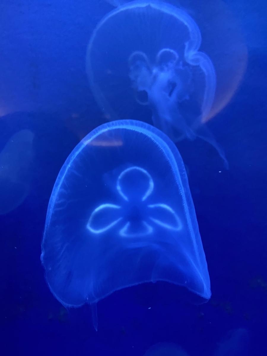 f:id:dirtrider-dcmx:20201012193524j:plain