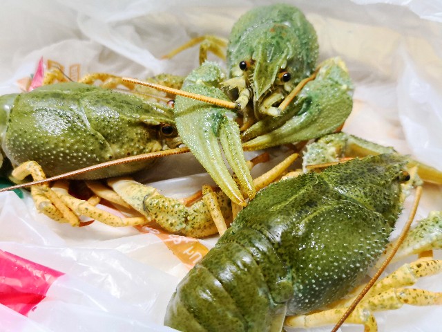 f:id:discimus:20181214084355j:image