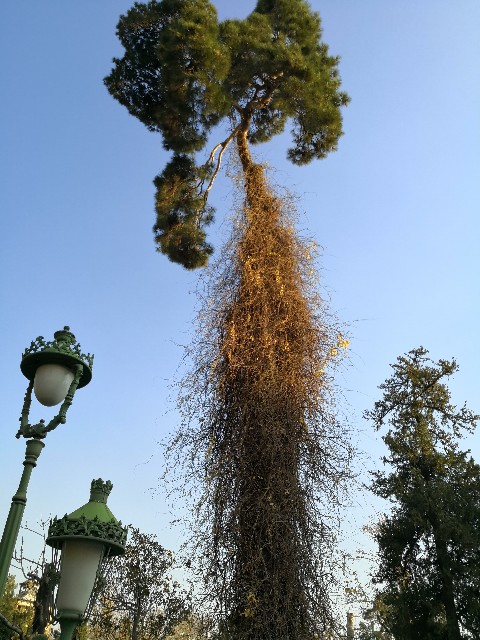 f:id:discimus:20181220022128j:image