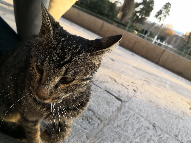 f:id:discimus:20181220022210j:image