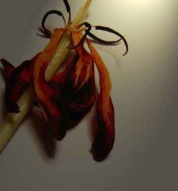 f:id:discordancediscodance:20160613212913j:image