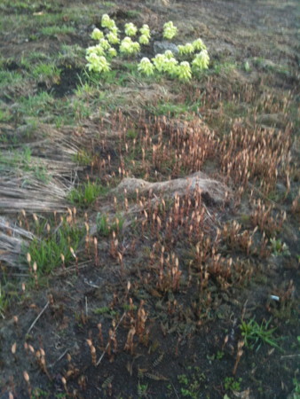 f:id:disnano:20110511042036j:image:h200 f:id:disnano:20110511042036j:image:h200