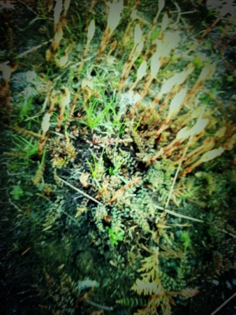 f:id:disnano:20110512035900j:image:h200 f:id:disnano:20110512035900j:image:h200