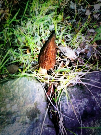 f:id:disnano:20110512035901j:image:h200 f:id:disnano:20110512035901j:image:h200