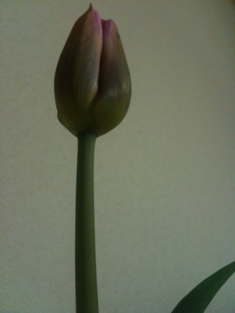 f:id:disnano:20110513223331j:image:h200 f:id:disnano:20110513223331j:image:h200