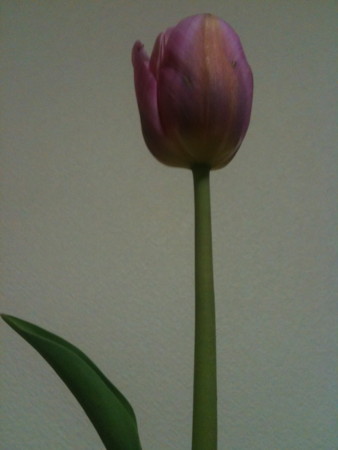 f:id:disnano:20110515021215j:image:h200 f:id:disnano:20110515021215j:image:h200