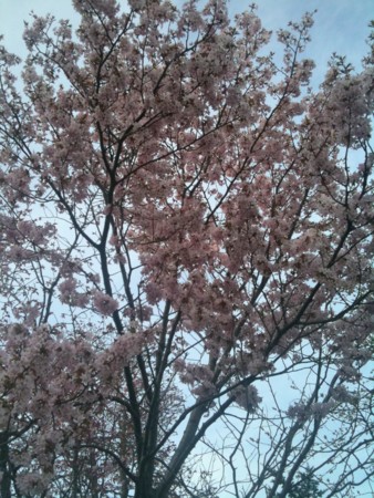 f:id:disnano:20110620034100j:image:h200 f:id:disnano:20110620034100j:image:h200