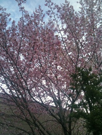 f:id:disnano:20110620034102j:image:h200 f:id:disnano:20110620034102j:image:h200