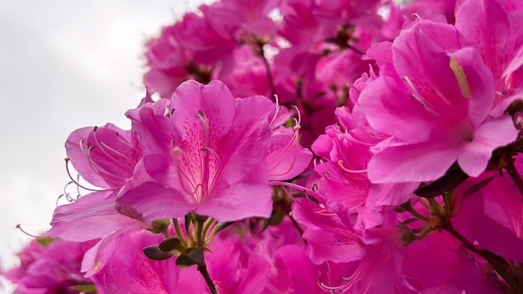 f:id:dissapear_cat:20240629224457j:image