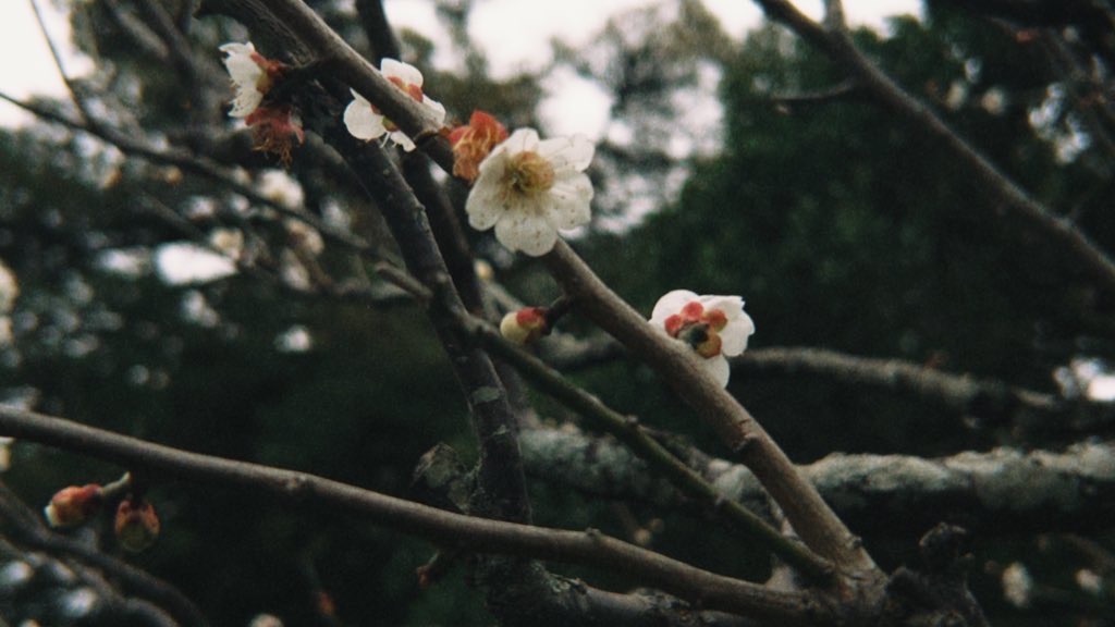 f:id:dissapear_cat:20250714001408j:image