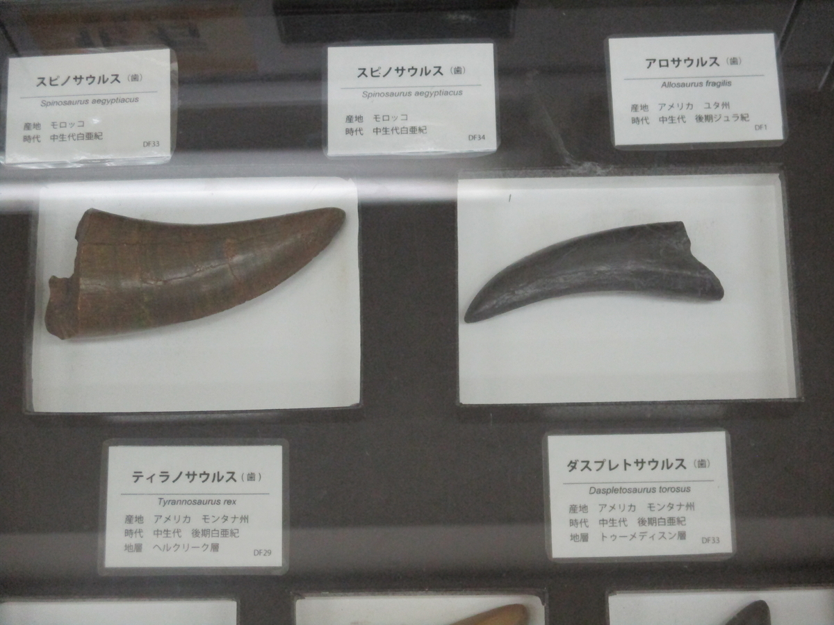 恐竜化石daspletosaurus 歯