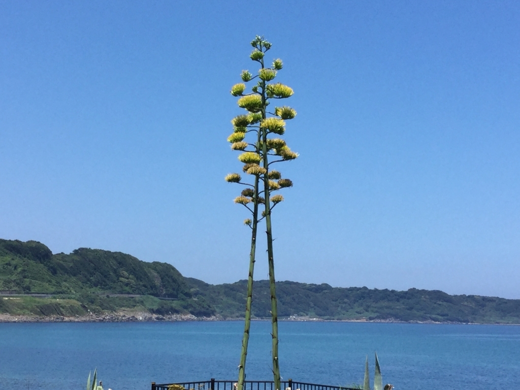 f:id:diveroreda713:20180726115137j:plain