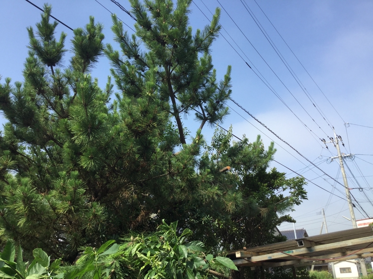 f:id:diveroreda713:20190706152904j:plain