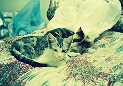 f:id:diveseaforest:20190402164805j:plain