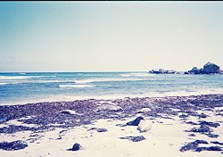 f:id:diveseaforest:20190402191444j:plain