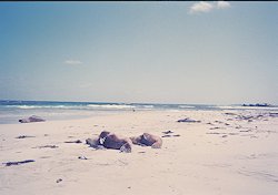 f:id:diveseaforest:20190402191453j:plain
