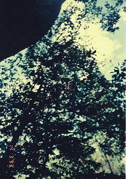 f:id:diveseaforest:20190402211457j:plain
