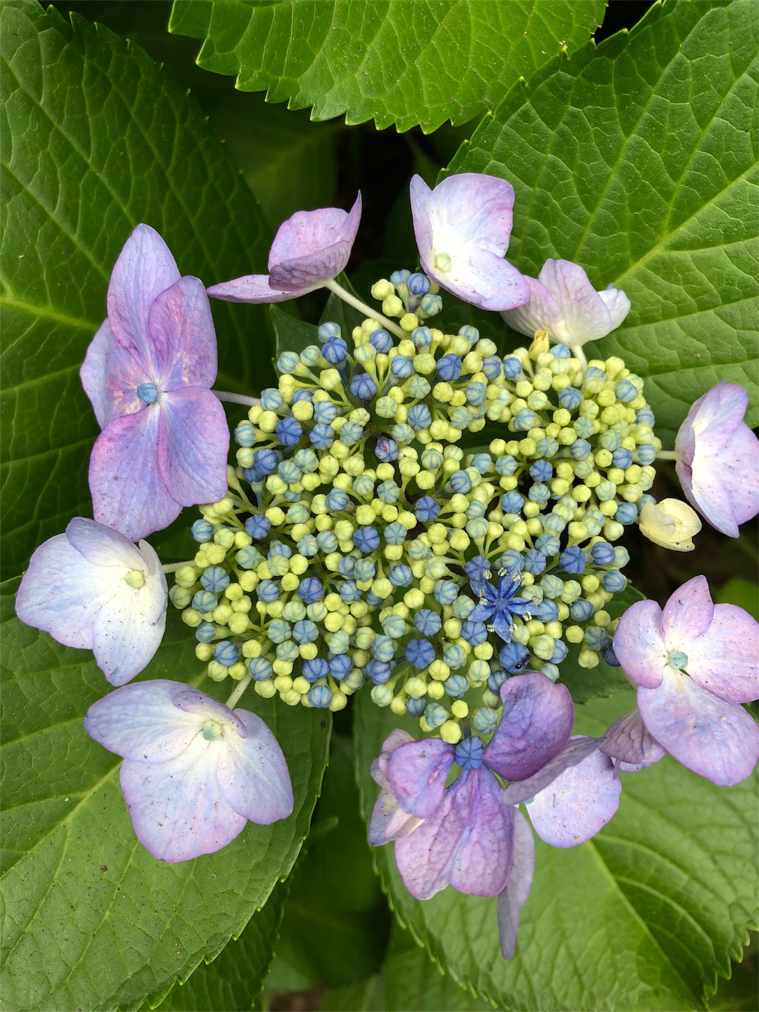 f:id:diving11874tan:20200618170359j:image