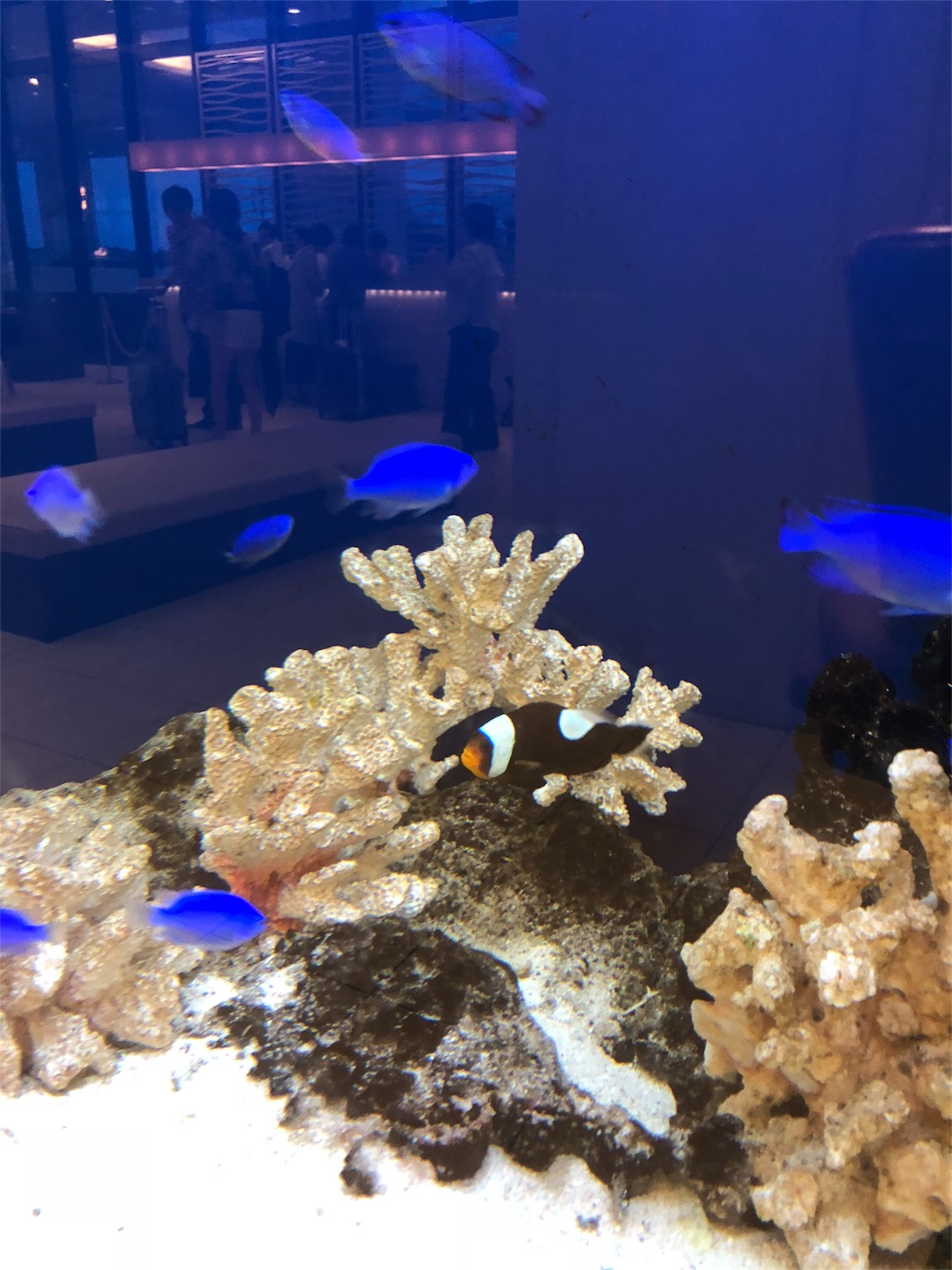 f:id:diving11874tan:20200812184807j:image