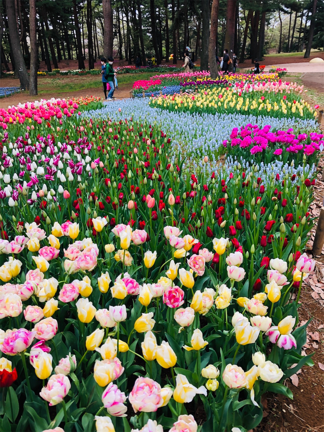 f:id:diving11874tan:20230408143453j:image