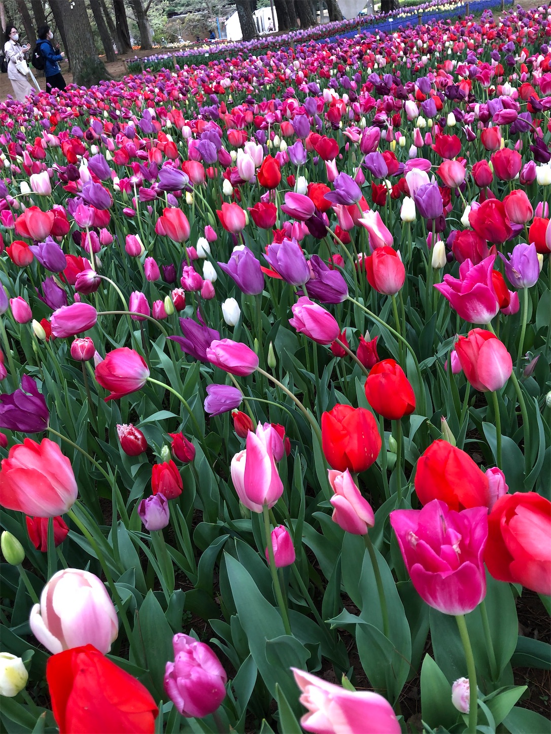 f:id:diving11874tan:20230408143535j:image