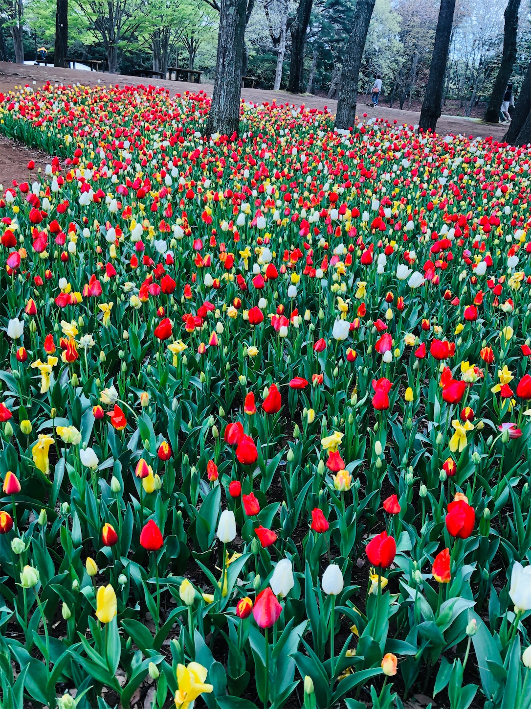 f:id:diving11874tan:20230408143539j:image