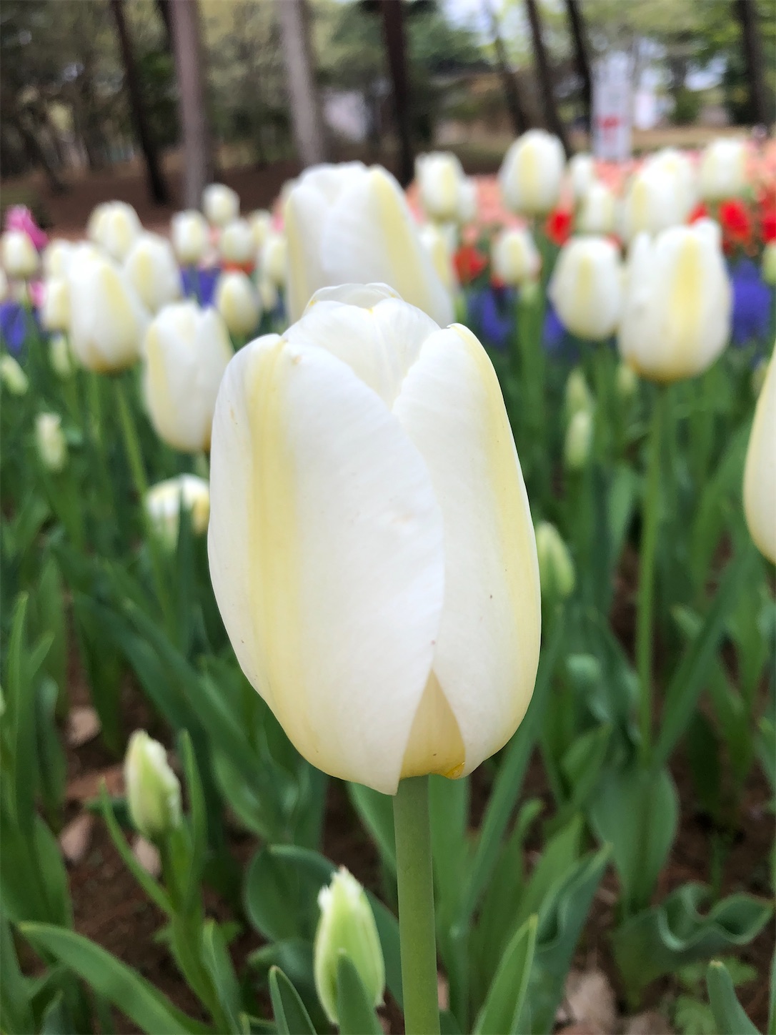 f:id:diving11874tan:20230408143708j:image