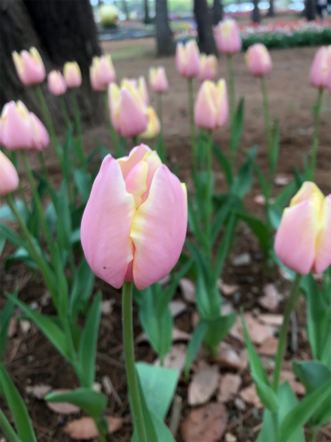 f:id:diving11874tan:20230408143724j:image